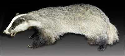 Quel est cet animal ?