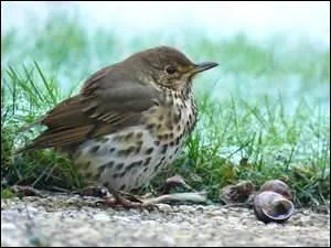 Bon, bon, faute de rats il y a des ours. Tu voutreras bien une ide pour concomiter un plat.