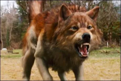 Jacob est un loup-garou. De quelle couleur ?