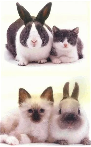 Si on croise un mle lapin et une chatte, le petit s'appelle le chapin !