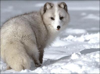 Cet animal s'appelle isatis, ou renard polaire !