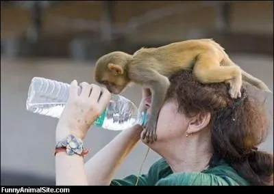 Il y a deux primates sur la photo !