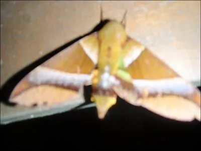 C'est un papillon de nuit !