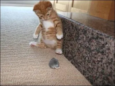 Une femelle de souris grise peut mettre au monde plus de deux cents petits par an !