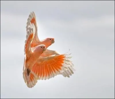 Il s'agit bien sûr d'un couple de perroquets !