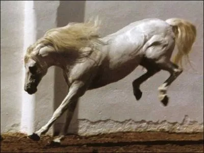 Que fait le cheval sur cette photo ?