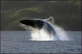 Quel dtroit se situe entre la Patagonie chilienne et la Grande le de la Terre de Feu ?
