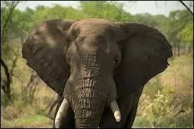 Les oreilles servent  entendre, certes. Mais chez l'lphant, elles ont aussi une autre fonction indispensable, laquelle ?