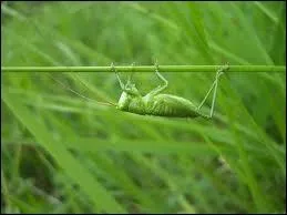 La sauterelle verte a une oreille en forme de fente auditive, qui se trouve ?