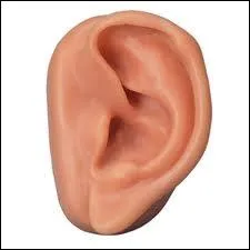 Quel fim d'inspiration surraliste dbute par une oreille trouve dans l'herbe... ?