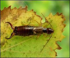 Le petit insecte noir et allong bien connu, souvent trs rapide,  la pince bien nette au bout de l'abdomen, est un ?