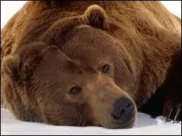 L'ours a de petits pavillons d'oreille au regard de sa taille, qui font son charme ! Dans la liste, quel autre animal a des oreilles minuscules au regard de son norme gabarit ?