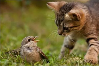 Articul par des cordes vocales, il permet la comprhension par le son, l'apprentissage et le dveloppement de l'intelligence !