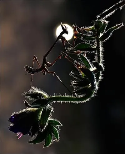 Finalement, tout a ne vaut pas un clair de lune ...