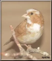 Quel est cet oiseau ?