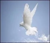 Quel est cet oiseau ?