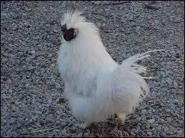 Quel est cet oiseau ?