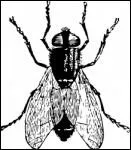 Dans le monde du travail, une personne qui  chasse les mouches , est particulirement dsorganise ; c'est un terme emprunt  :