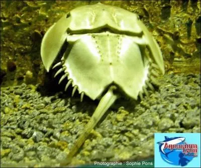 Le terme qui lui conviendrait le mieux serait  antdiluvien  !