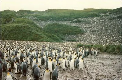 Emporte par la foule qui nous trane, nous entrane / Ecrass l'un contre l'autre ! Quels sont ces oiseaux ?