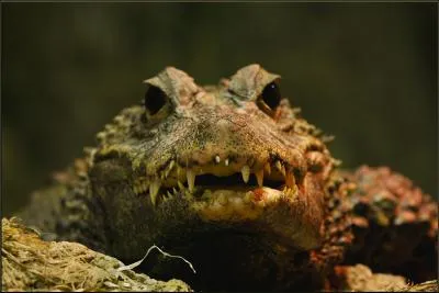 Tous les ans, il guette la migration des gnous, gazelles et zbres sur la rivire Mara, situe dans la Masa-Mara, il est donc facile d'en dduire qu'il s'agit ...