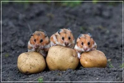 Ils sont trois et ils ont la patate !