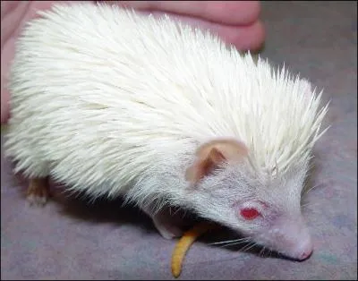 Un hrisson peut tre albinos !