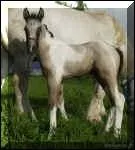 Quelle est la robe du cheval ?