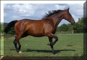 Quelle est la robe du cheval ?