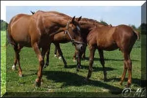 Quelle est la robe du cheval ?