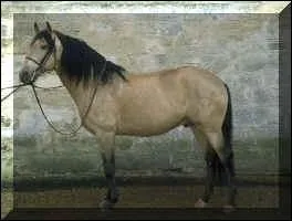 Quelle est la robe du cheval ?