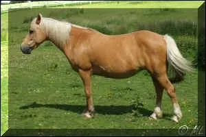 Quelle est la robe du cheval ?