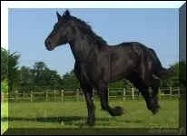 Quelle est la robe du cheval ?