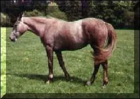 Quelle est la robe du cheval ?