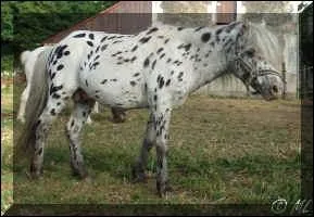 Quelle est la robe du cheval ?