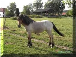 Quelle est la robe du cheval ?