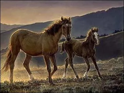 Quelle est l'allure de ce cheval ?