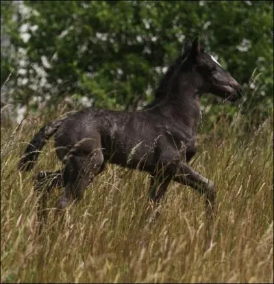 Quelle est l'allure de ce cheval ?
