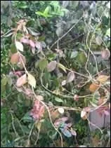 Le front du (... ) se couvre de rides,