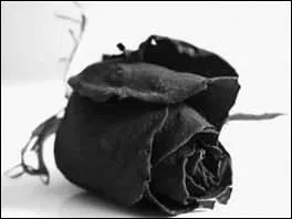 - la rose (... ) en main le livre du chagrin,