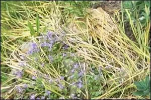 Le narcisse charge ses (... ),