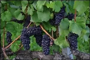 Les noires enfants de la (... )