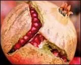 Qui de son (... ) fendu laisse (... )