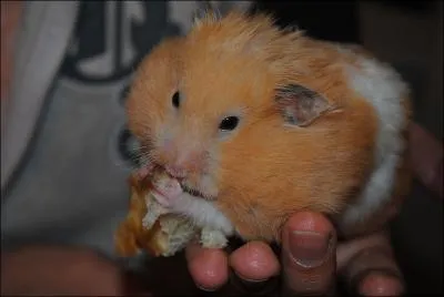 Quelle marque automobile fait danser des hamsters ?