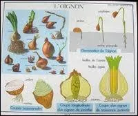 Comment appelait-on ce principe ducatif enseign autrefois dans les coles primaires, portant sur l'observation d'objets et initiant aux sciences naturelles ?