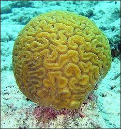 Mais quelle est donc cette chose ?