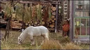 Ce petit appaloosa s'appelle ... .