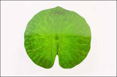 C'est une feuille de ...