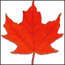  quel arbre appartient cette feuille ?