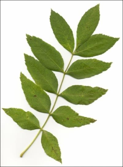  quel arbre appartient cette feuille ?